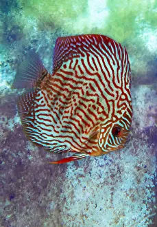 Freshwater tropical discus, blue turquoise discus Freshwater tropical discus, blue turquoise discus