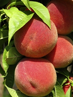 Garden Fresh Produce Photos Prints: fruit from the garden