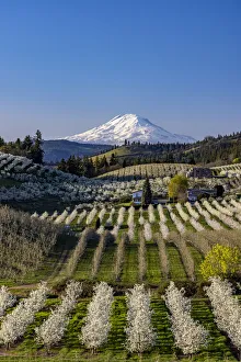 Fruit orchards in full bloom with Mount Adams in Hood River, Oregon, USA Fruit orchards in full bloom with Mount Adams in Hood River, Oregon, USA