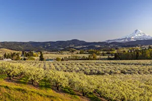 Fruit orchards in full bloom with Mount Hood in Hood River, Oregon, USA Fruit orchards in full bloom with Mount Hood in Hood River, Oregon, USA