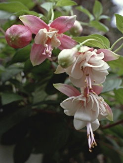 Fuchsia Flowers Prints: Fuchsia blooms