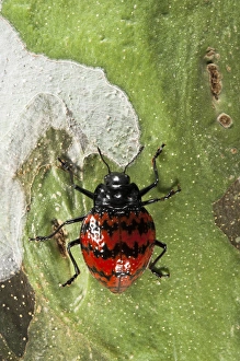 Fungus Beetle (Erotylus sp) (Erotylidae), Yasuni National Park, Amazon Rainforest, ECUADOR Fungus Beetle (Erotylus sp) (Erotylidae), Yasuni National Park, Amazon Rainforest, ECUADOR