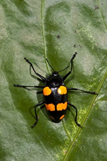 Fungus Beetle (fam. Erotylidae), Yasuni National Park, Amazon Rainforest, ECUADOR Fungus Beetle (fam. Erotylidae), Yasuni National Park, Amazon Rainforest, ECUADOR