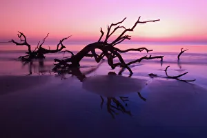 GA Jekyll Island, Tree graveyard on beach at twilight GA Jekyll Island, Tree graveyard on beach at twilight