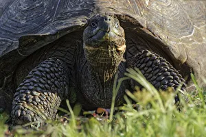 Galapagos giant tortoise. Genovesa Island, Galapagos Islands, Ecuador Galapagos giant tortoise. Genovesa Island, Galapagos Islands, Ecuador