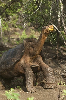 Galapagos Giant Tortoise - Saddleback form (Geochelone elephantophus hoodensis) Galapagos Giant Tortoise - Saddleback form (Geochelone elephantophus hoodensis)