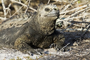 Galapagos Marine Iguana, La Loberia, San Cristobal Island, Galapagos Islands Galapagos Marine Iguana, La Loberia, San Cristobal Island, Galapagos Islands