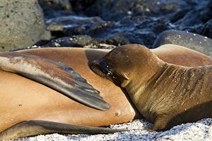 Galapagos Sea Lion pup, La Loberia, San Cristobal Island, Galapagos Islands Galapagos Sea Lion pup, La Loberia, San Cristobal Island, Galapagos Islands