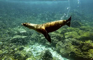 Images Dated 24th March 2003: Galapagos sealion (Zalophus wollebaeki) Gardner Bay, Espaaa'ola (Hood) Island