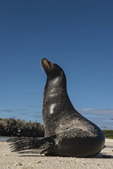 Galapagos Sealion (Zalophus wollebaeki) GALAPAGOS, ECUADOR. South America Galapagos Sealion (Zalophus wollebaeki) GALAPAGOS, ECUADOR. South America