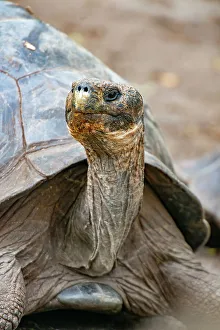 Reptile Conservation Efforts Prints: Galapagos tortoise peeks out from beneath its shell