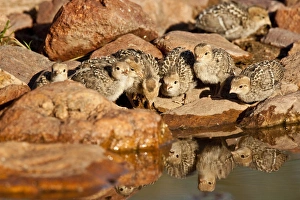Gambels Quail Chicks Lophortyx gambelii SE Arizona Gambels Quail Chicks Lophortyx gambelii SE Arizona