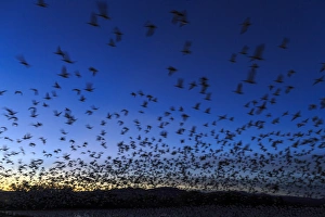 Geese take off after sunset, Bosque del Apache, New Mexico Geese take off after sunset, Bosque del Apache, New Mexico