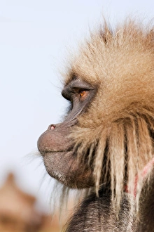 Gelada Baboon Print, Ethiopia