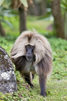Ethiopia Gelada Baboon Print
