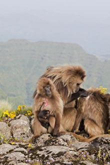 Gelada Baboon Print, Ethiopia