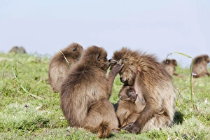 Gelada Baboon Print, Ethiopia