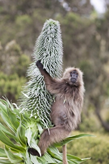 Ethiopia Gelada Baboon Print