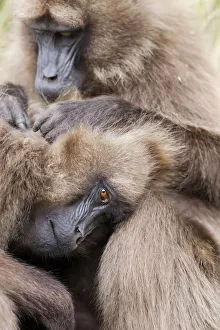 Gelada Baboon Print, Ethiopia