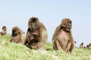 Gelada Baboon Print, Ethiopia