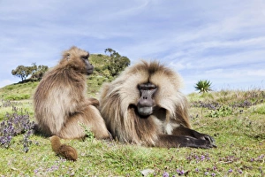 Gelada Baboon Print, Ethiopia