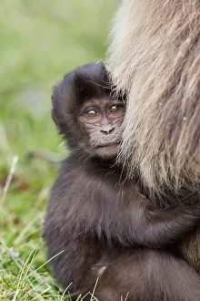 Gelada Baboon Print, Ethiopia