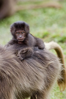 Gelada Baboon Print, Ethiopia