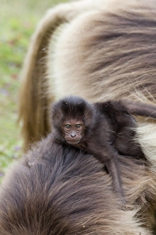 Gelada Baboon Print, Ethiopia