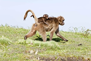 Gelada Baboon Print, Ethiopia