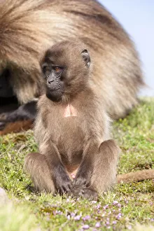 Gelada Baboon Print, Ethiopia