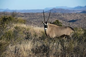 Gemsbok (Oryx gazella), Private game ranch, Great Karoo, SOUTH AFRICA Gemsbok (Oryx gazella), Private game ranch, Great Karoo, SOUTH AFRICA