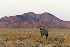 Gemsbok (Oryx Gazella) in southern Namib Desert, Sesriem. Hardap Region, Namibia Gemsbok (Oryx Gazella) in southern Namib Desert, Sesriem. Hardap Region, Namibia