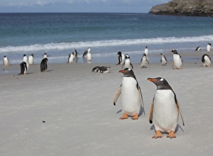 Gentoo and Magellanic penguins loaf on the beach at New Island in the Falklands Gentoo and Magellanic penguins loaf on the beach at New Island in the Falklands