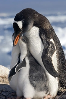 Gentoo Penguins In Snow Prints: Gentoo parent and chicks