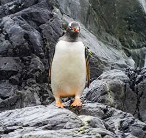 Gentoo penguin, Paradise Bay, Skontorp Cove, Antarctica Gentoo penguin, Paradise Bay, Skontorp Cove, Antarctica