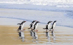 Gentoo Penguin (Pygoscelis papua), Falkland Islands. South America, Falkland Islands Gentoo Penguin (Pygoscelis papua), Falkland Islands. South America, Falkland Islands