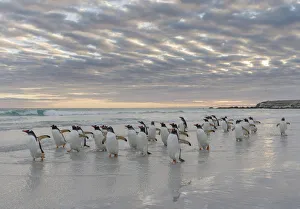 Gentoo Penguin (Pygoscelis papua) on the sandy beach of Volunteer Point. South America Gentoo Penguin (Pygoscelis papua) on the sandy beach of Volunteer Point. South America