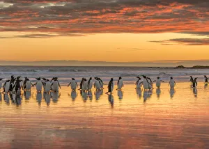 Gentoo Penguin (Pygoscelis papua) on the sandy beach of Volunteer Point. South America Gentoo Penguin (Pygoscelis papua) on the sandy beach of Volunteer Point. South America