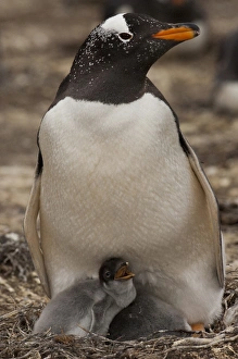Gentoo Penguin (Pygoscelis papua) on nest with chicks. West Falkland. FALKLAND ISLANDS Gentoo Penguin (Pygoscelis papua) on nest with chicks. West Falkland. FALKLAND ISLANDS