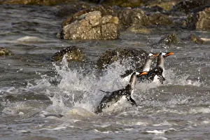 Gentoo penguins, Pygoscelis papua, coming ashore Gentoo penguins, Pygoscelis papua, coming ashore