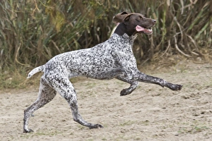 A German Shorthaired Pointer running and jumping A German Shorthaired Pointer running and jumping