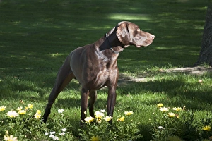 A German Shorthaired Pointer standing in a splash of light behind some daisies in a park A German Shorthaired Pointer standing in a splash of light behind some daisies in a park