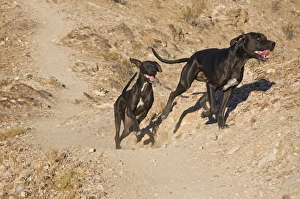 Two German Shorthaired Pointers running on a trail in the foothills of the Colorado Two German Shorthaired Pointers running on a trail in the foothills of the Colorado