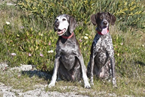 Two German Shorthaired Pointers sitting together in the sand surrounded by ice plants Two German Shorthaired Pointers sitting together in the sand surrounded by ice plants