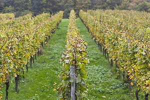 Germany, Baden-Wurttemburg, Badische Weinstrasse, Baden Vineyards, Neuweier, vineyards Germany, Baden-Wurttemburg, Badische Weinstrasse, Baden Vineyards, Neuweier, vineyards