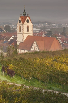 Germany, Baden-Wurttemburg, Kaiserstuhl Area, Endingen, elevated view of the Peterkirche church Germany, Baden-Wurttemburg, Kaiserstuhl Area, Endingen, elevated view of the Peterkirche church