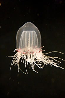 A Giant Bell Jelly (Polyorchis sp) at the Monterey Bay Aquarium - Monterey, California A Giant Bell Jelly (Polyorchis sp) at the Monterey Bay Aquarium - Monterey, California