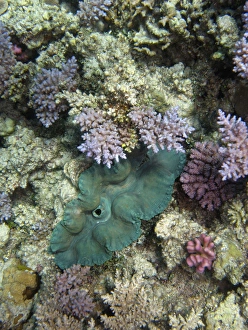 Giant Clam, Agincourt Reef, Great Barrier Reef, North Queensland, Australia Giant Clam, Agincourt Reef, Great Barrier Reef, North Queensland, Australia