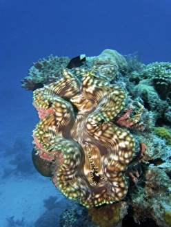 Giant Clam, Agincourt Reef, Great Barrier Reef, North Queensland, Australia Giant Clam, Agincourt Reef, Great Barrier Reef, North Queensland, Australia