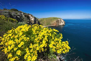 Giant Coreopsis above Scorpion Cove, Santa Cruz Island, Channel Islands National Park Giant Coreopsis above Scorpion Cove, Santa Cruz Island, Channel Islands National Park